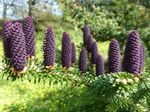 FZ005219 Cones on tree.jpg